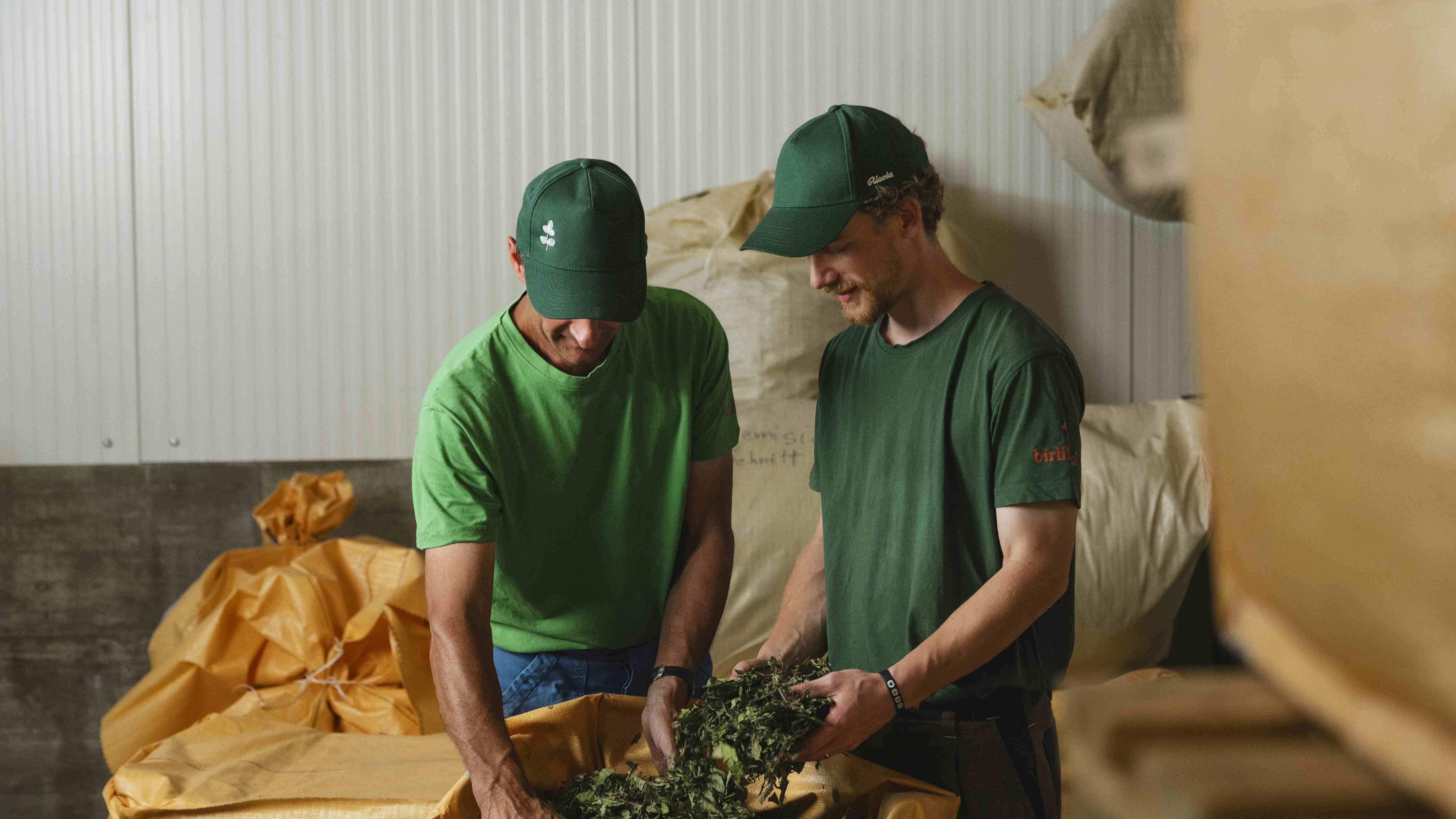 Zwei Personen in grünen Hemden sortieren und handhaben fleißig frische Blätter in einem Lagerhaus voller großer Säcke.