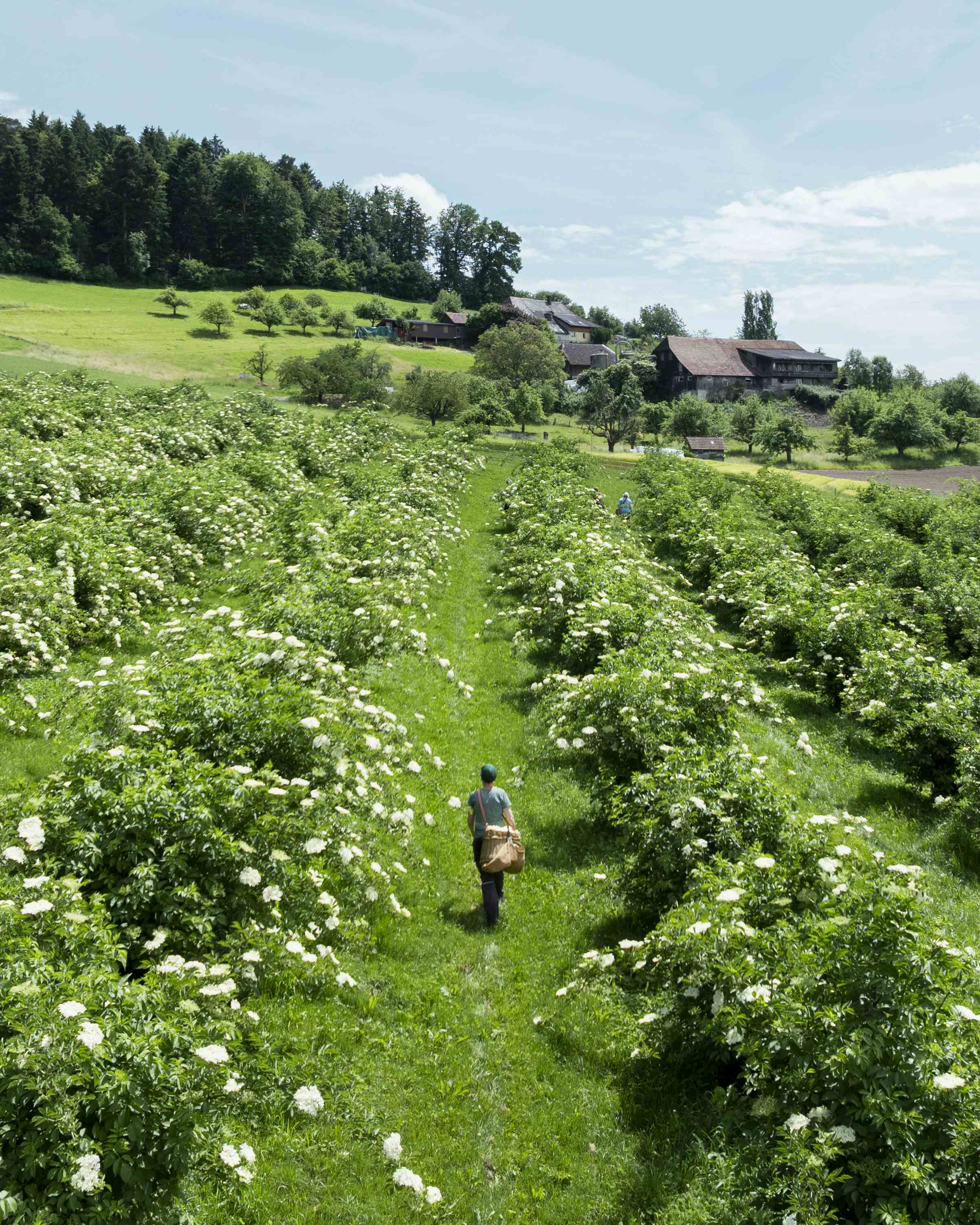 Eine Person geht durch ein grünes Feld, das von weiß blühenden Büschen gesäumt ist; im Hintergrund erstreckt sich eine malerische Landschaft mit Bauernhäusern.