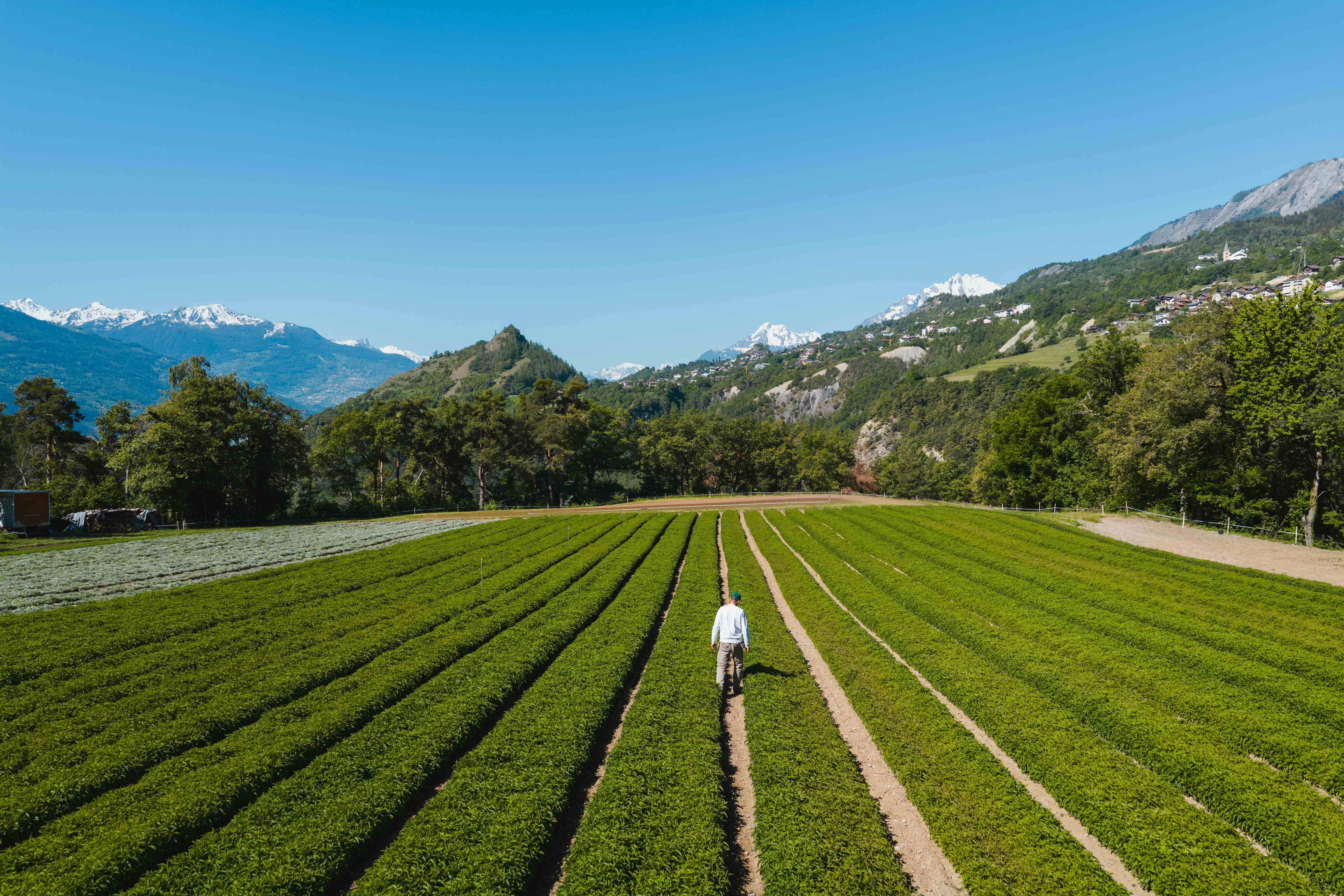 A farmer walks away between long rows of green crops in a large field, with snow-capped mountains in the background.