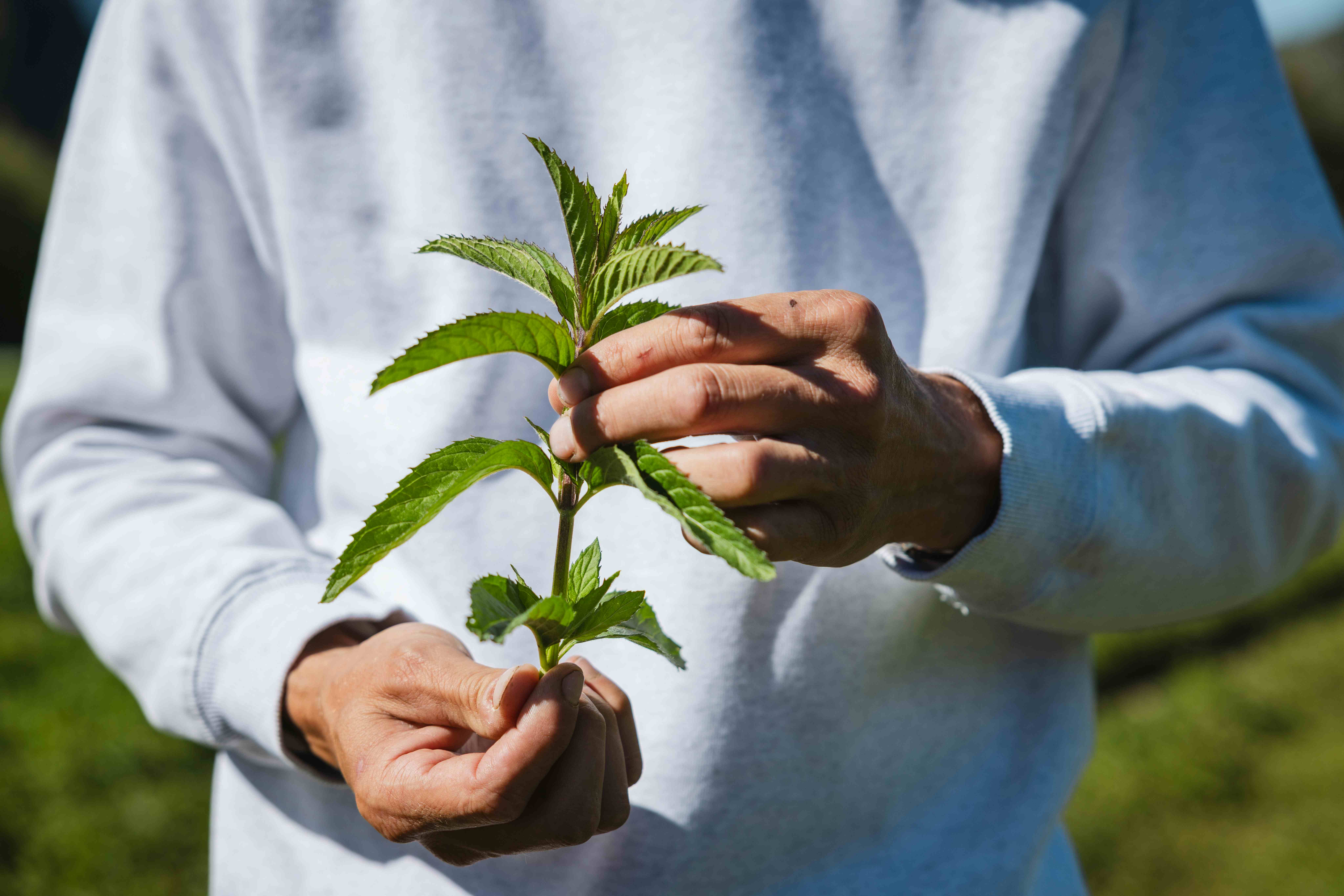 Close-up of hands gently holding a sprig of fresh green herbs against a white sweatshirt in a sunny agricultural field.