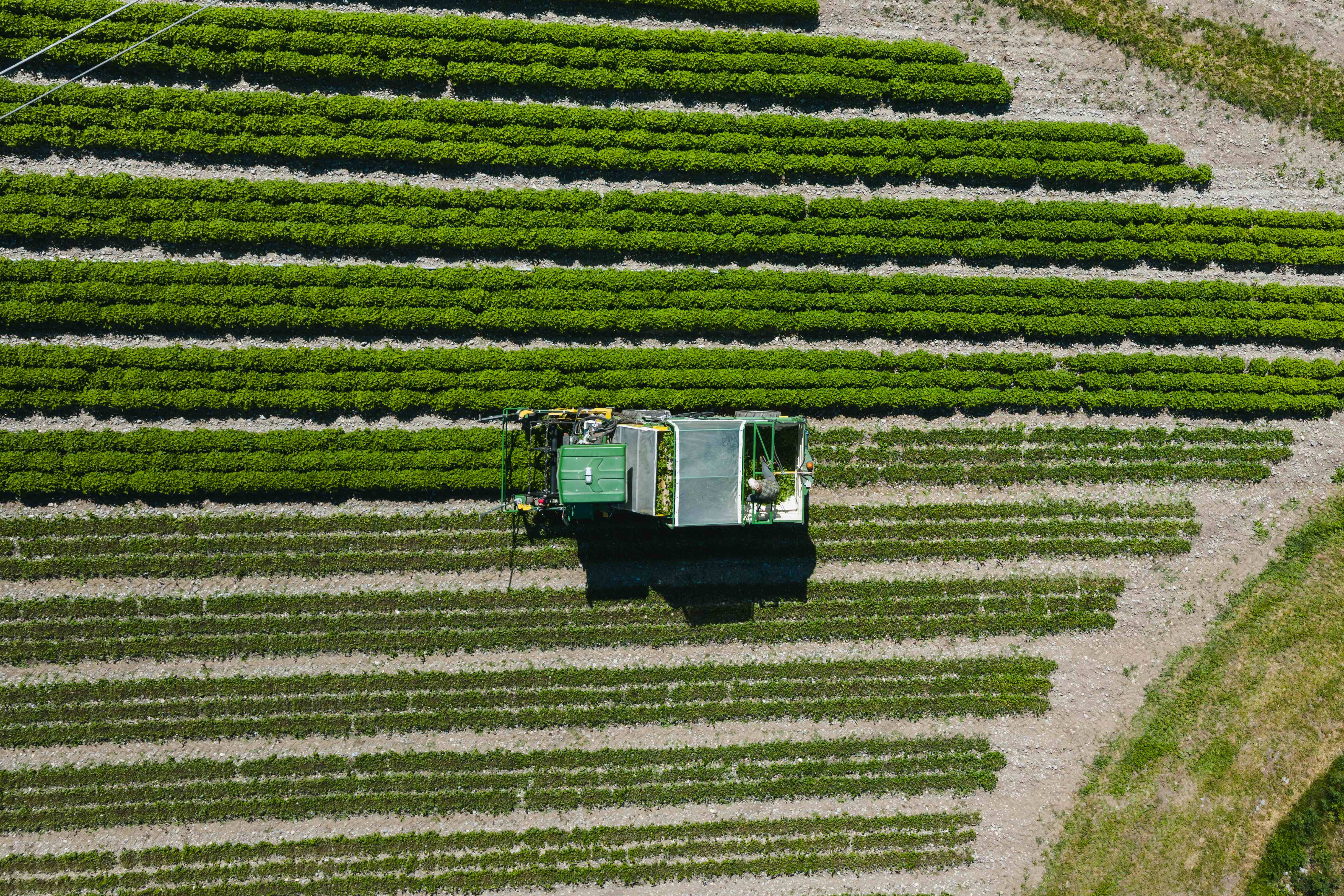 op-down aerial view of a green agricultural machine harvesting long straight rows of bright green crops in a sunny field.