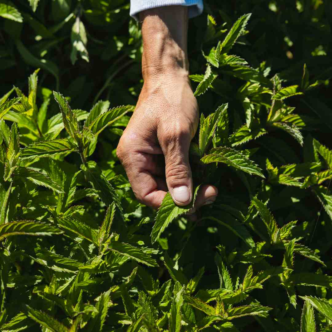 Close-up of a farmer's hand gently touching a bright green leaf in a dense patch of fresh herbs under sunlight.