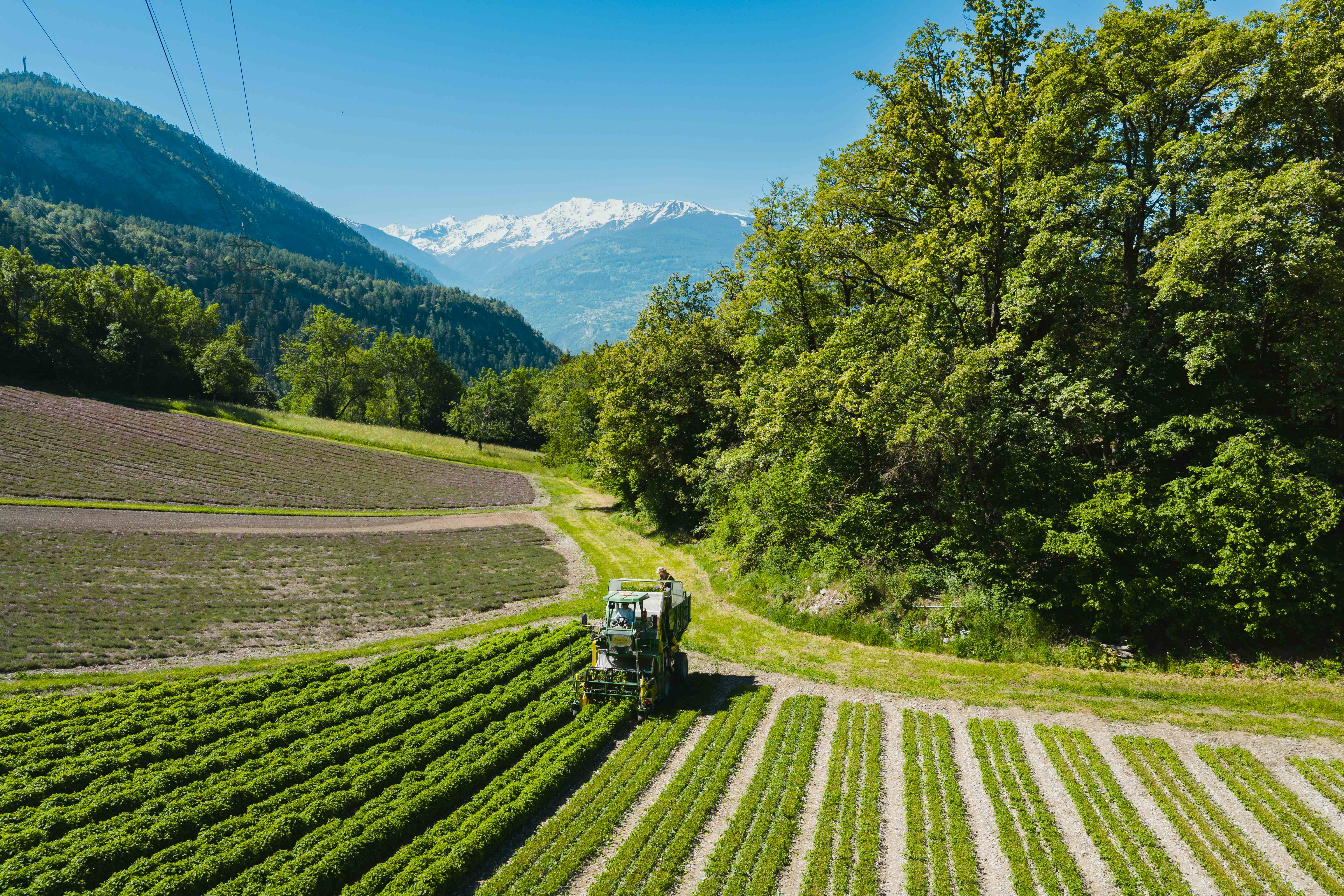 Aerial view of a green harvester in a lush crop field with trees and snow-capped mountains in the background.