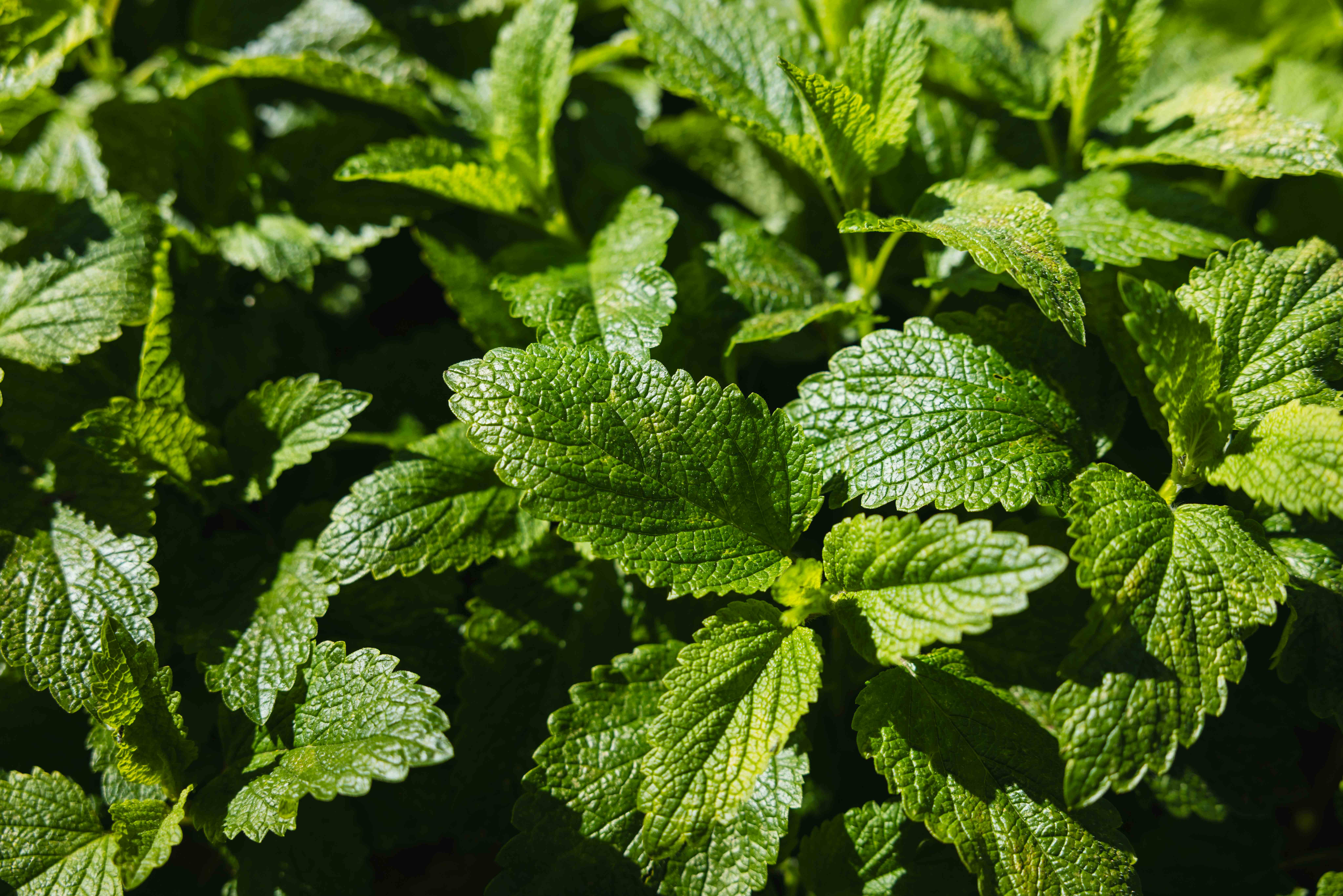 Close-up of vibrant green herb leaves with textured veins and serrated edges, illuminated by bright sunlight.
