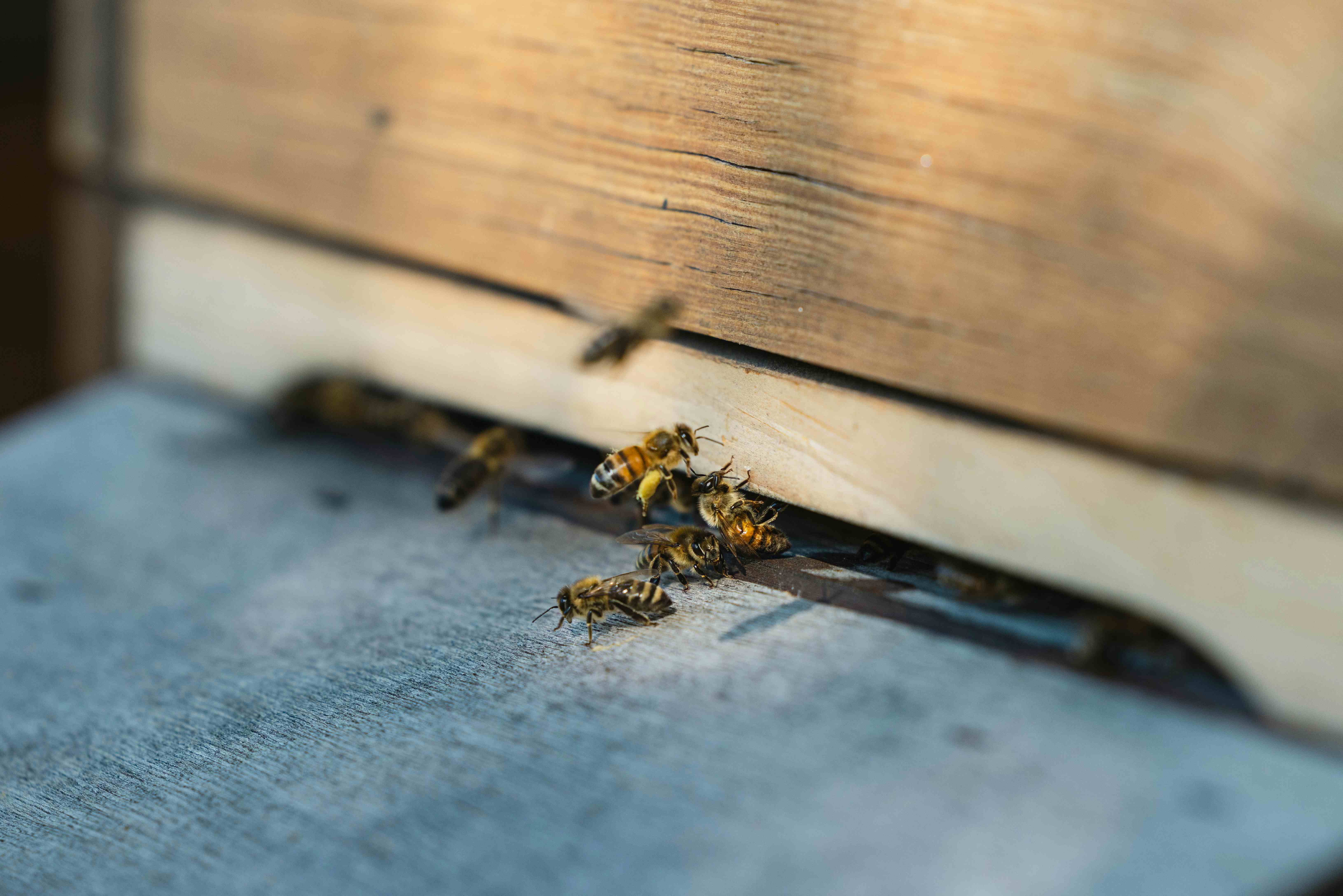 Close-up of honey bees landing and walking on the entrance board of a rustic wooden beehive.
