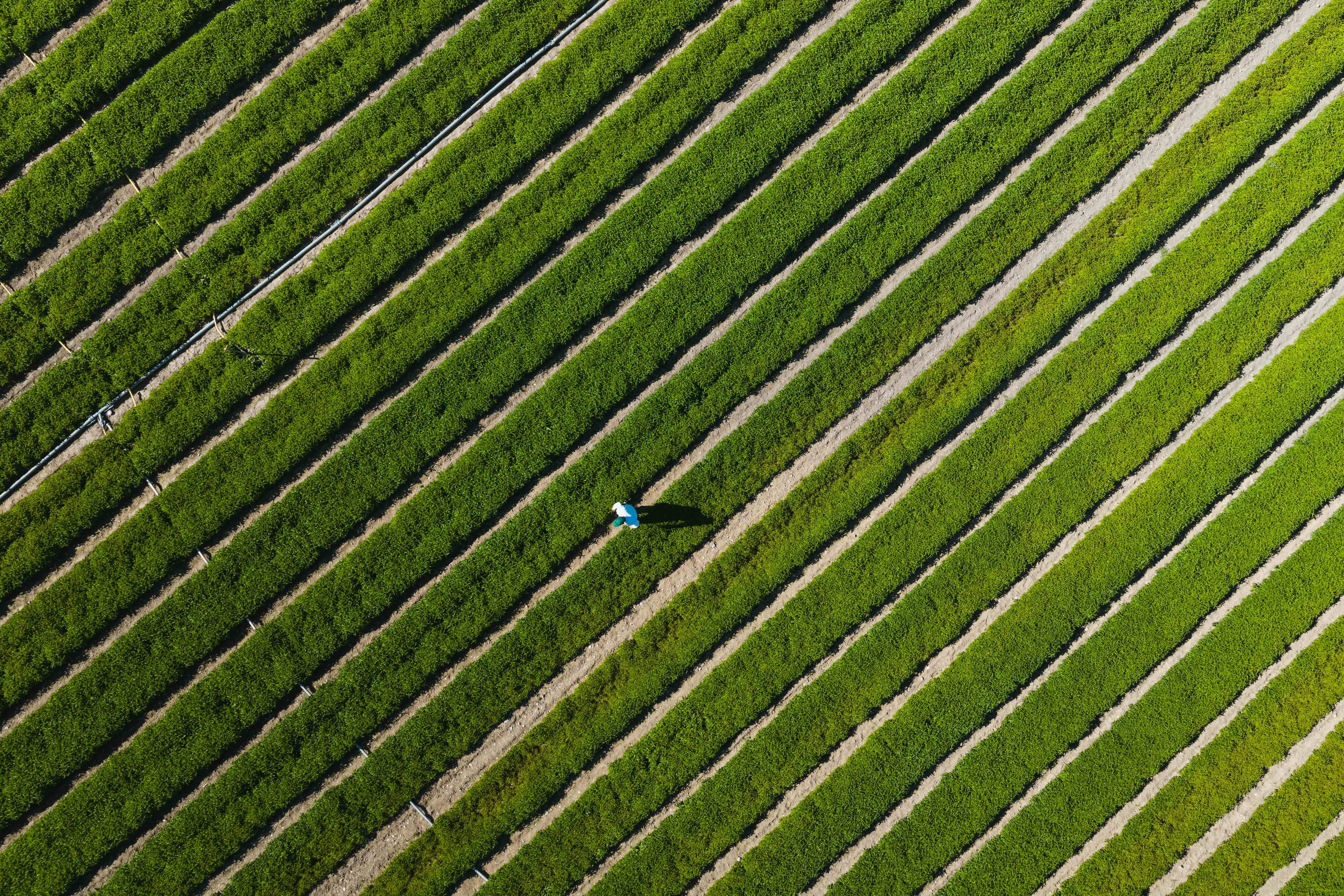 Aerial top-down view of a farmer walking between diagonal rows of vibrant green crops in a sunlit agricultural field.