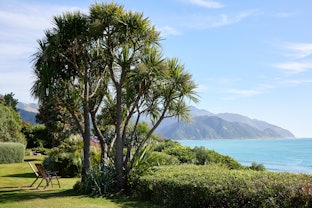 Front lawn palm tree
