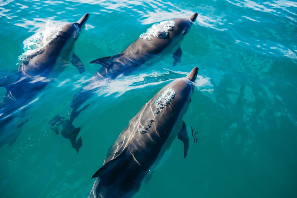 Dolphins swim in Kaikoura