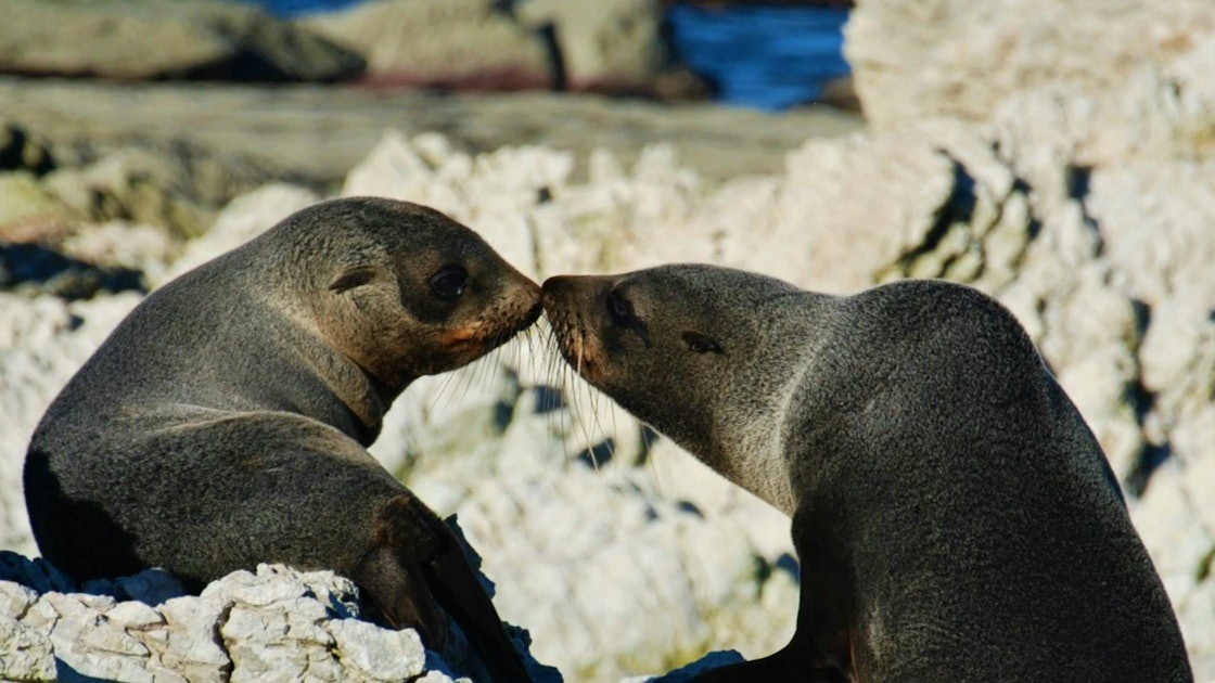 Two seals in Kaikoura