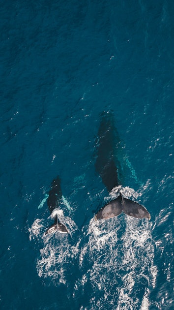 Whales spotted from above