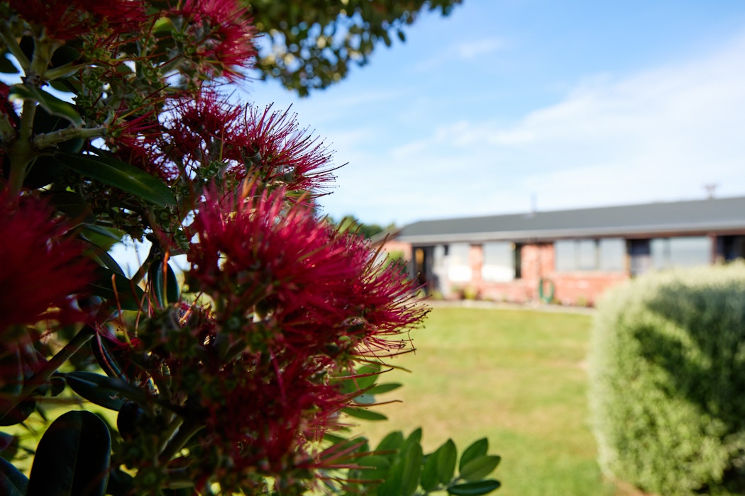 Pohutakawa blossom in front of Mangamaunu Retreat