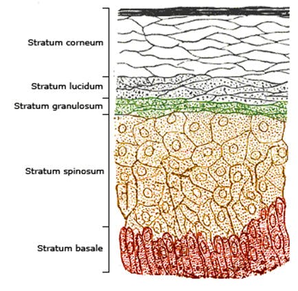 Understanding Your Skin