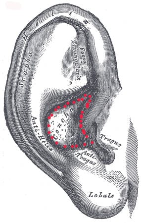 Cartilage Grafting from the Ear to the Nose
