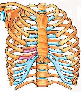costal cartilage grafting