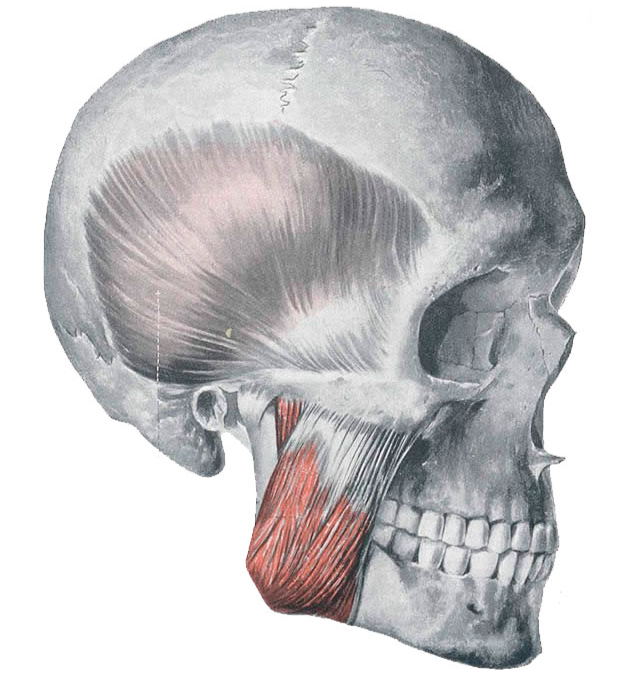 skull