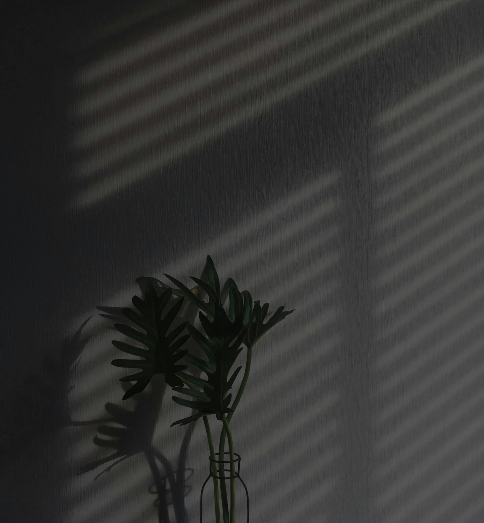 shadows and a plant