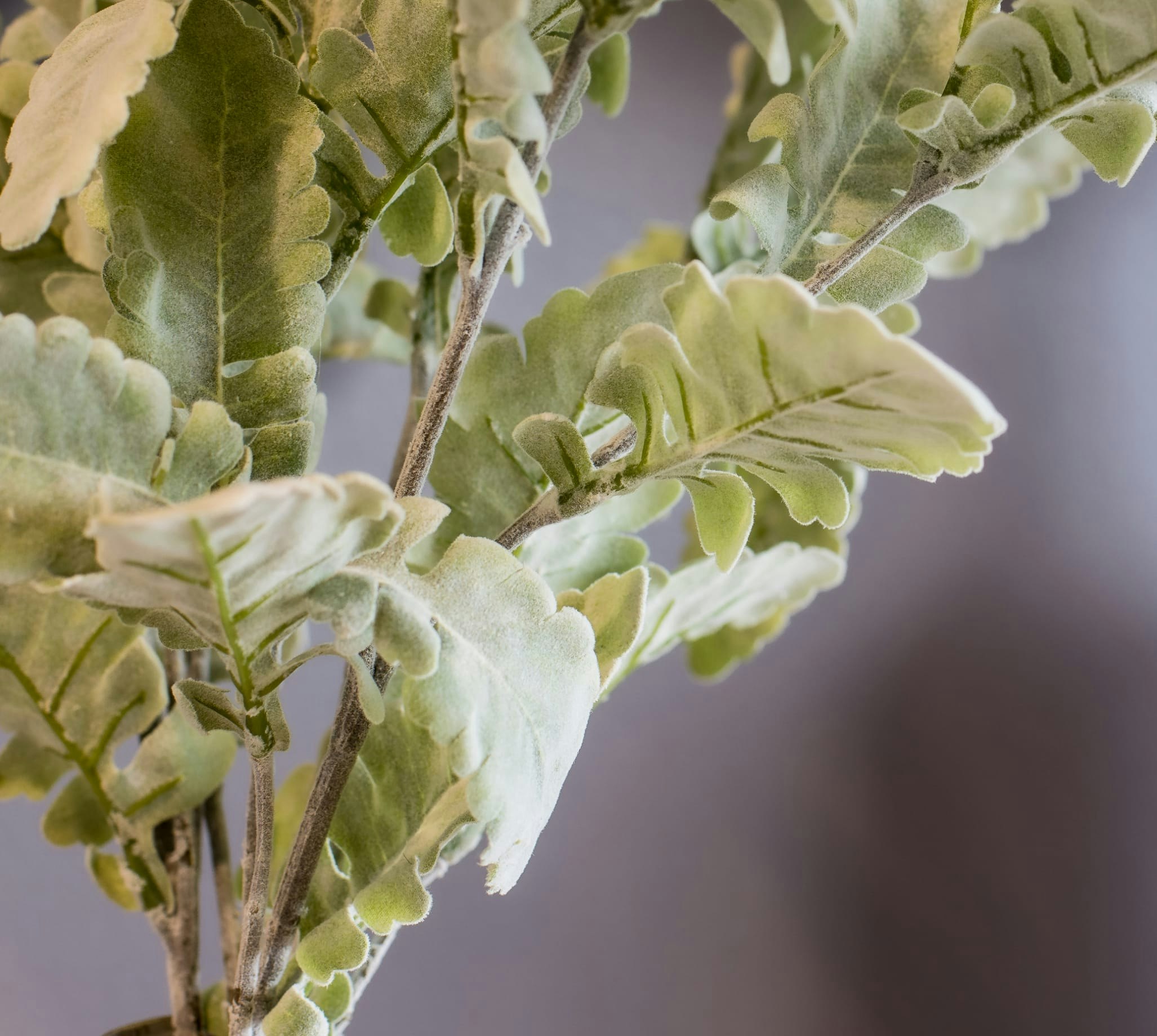 Close-up of some leaves
