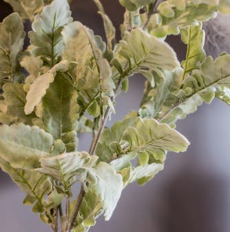 Close-up of green plant