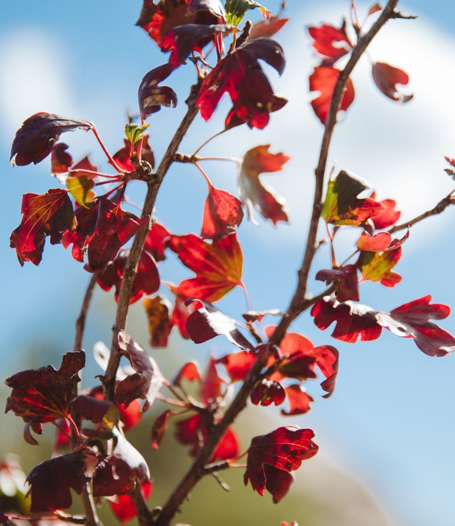 tree branch