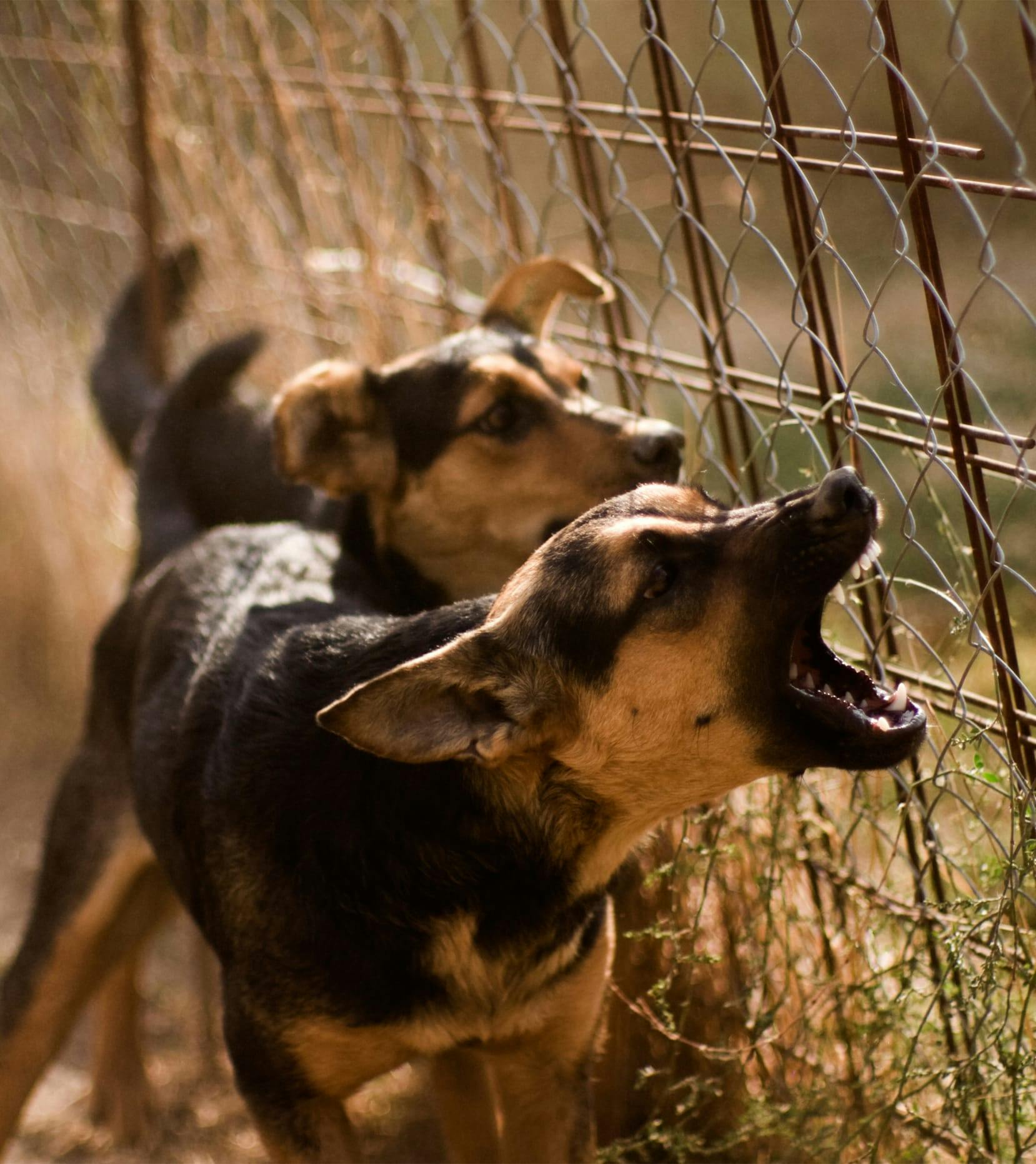 dogs barking at fence