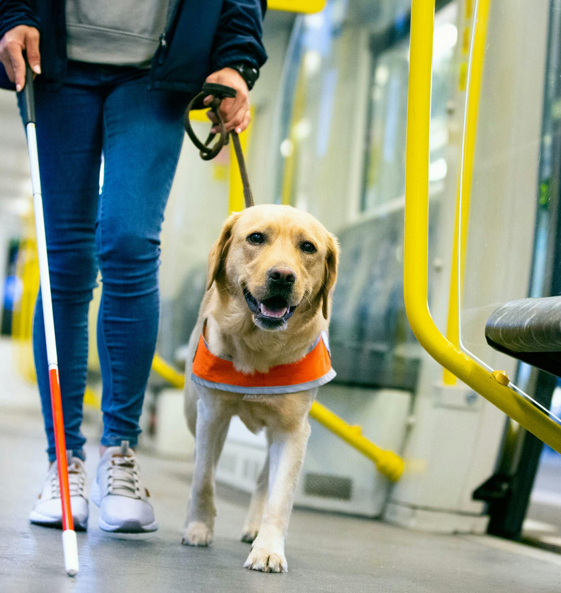 blind person walking with guide dog
