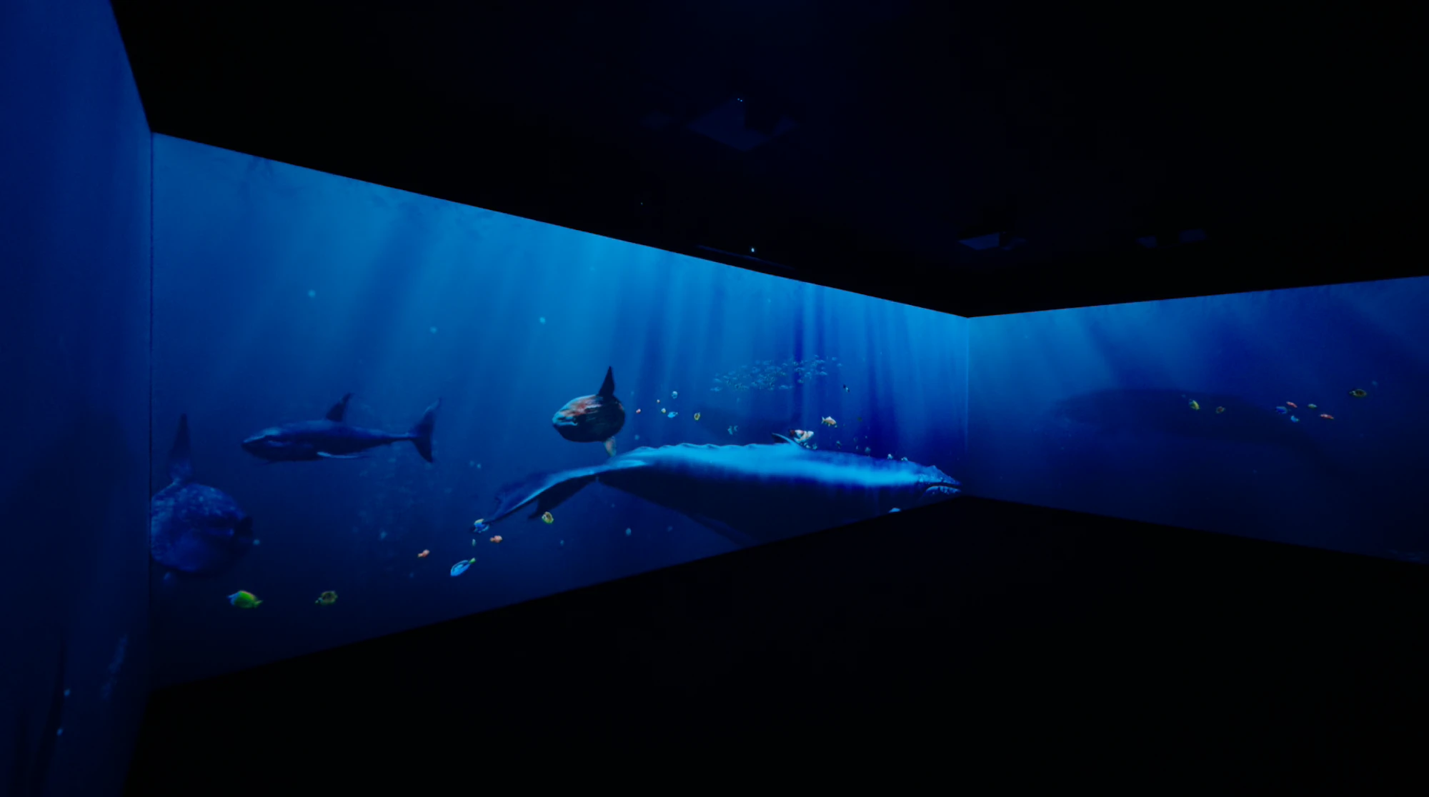 Immersive Project