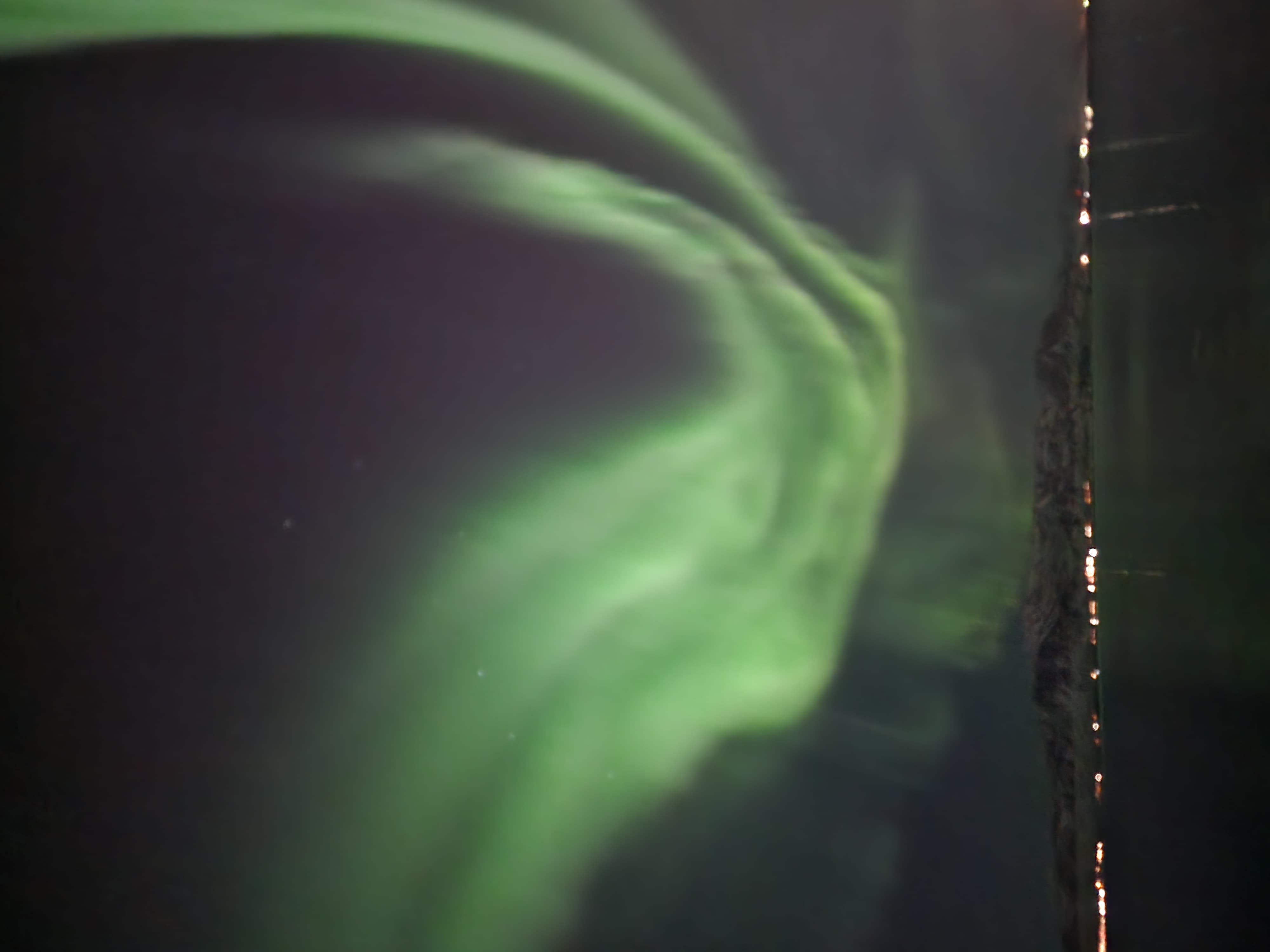 Northern lights