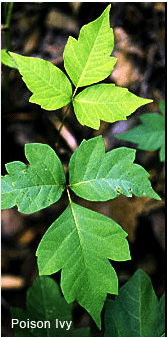 poison ivy