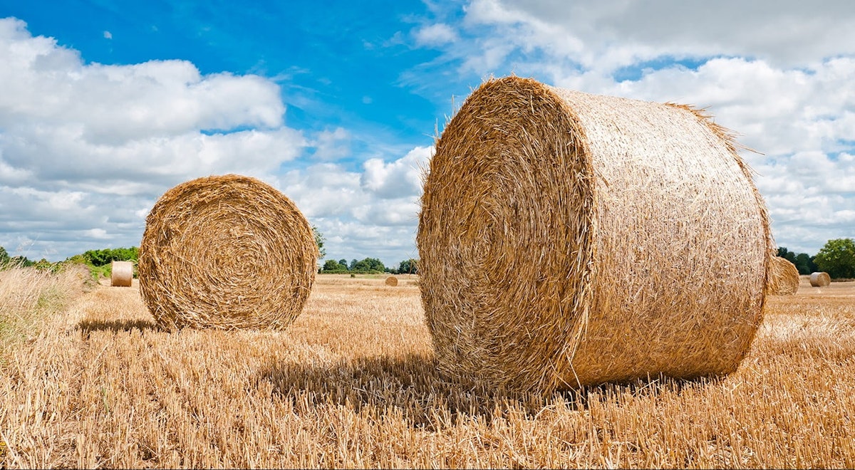 Must Do. Can Do. Are Doing! Canopy