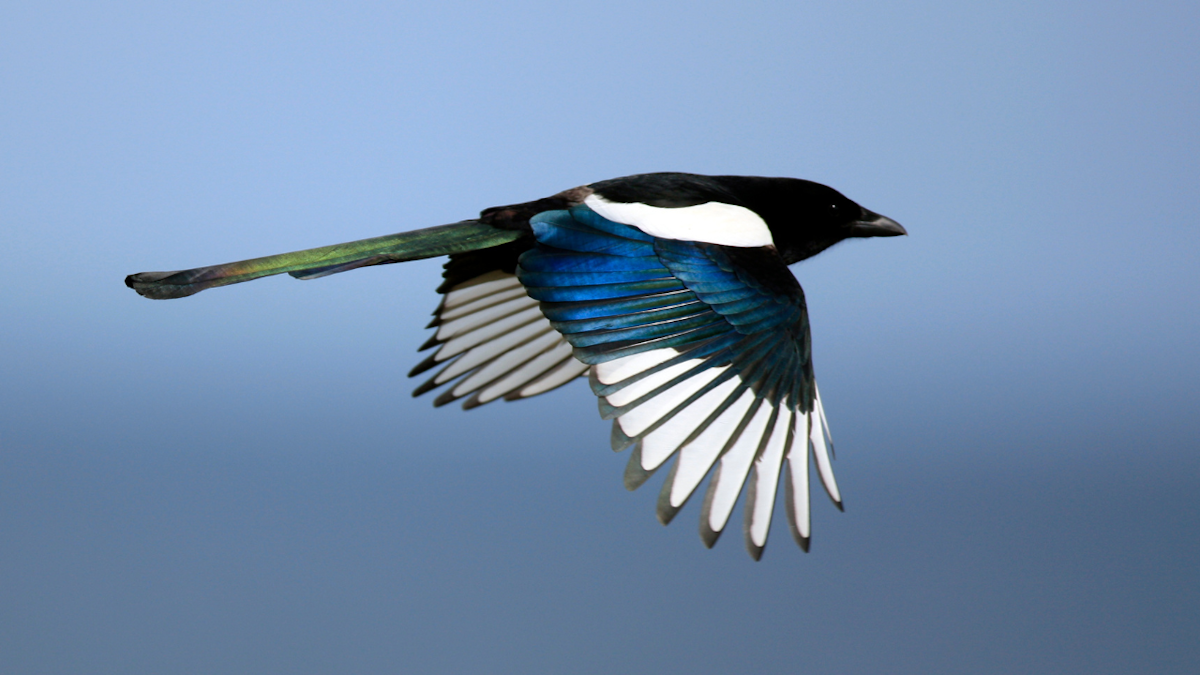 Manager, Major Gifts at Canopy Canopy