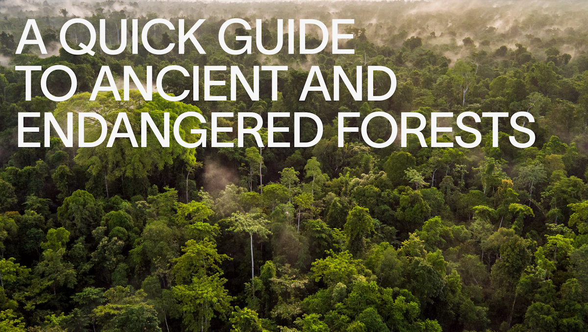 Extinct Forests Canopy: A Quick Guide to Ancient and Endangered Forests | Canopy
