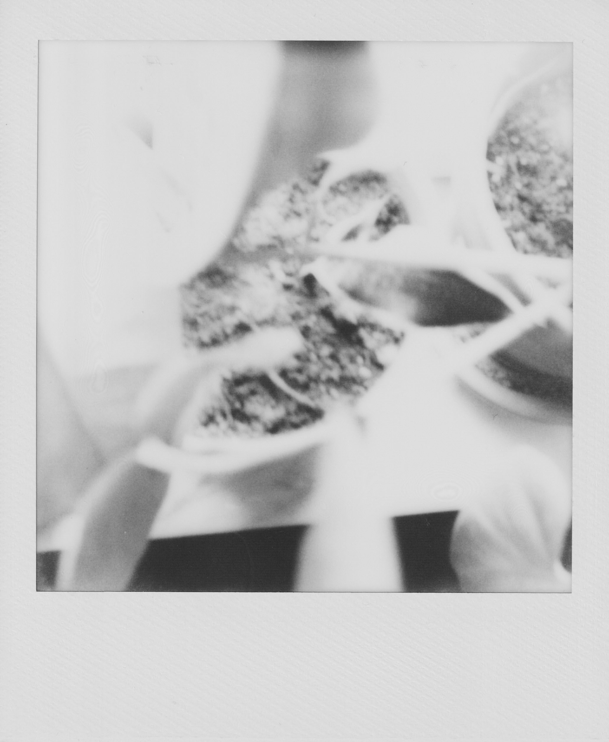 A scanned Polaroid photograph, slightly overexposed and semiblurry, depicting plants on a windowsill, from a topdown angle.