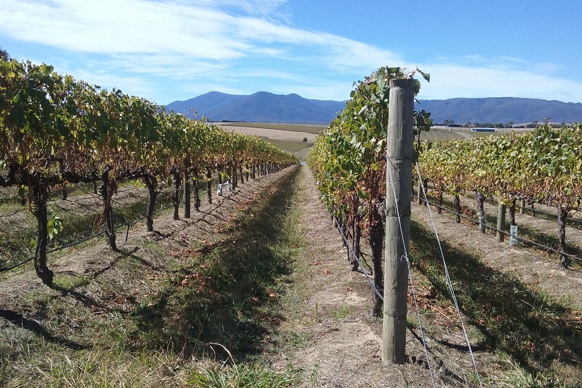 A photo of a winery in the Yarra Valley region
