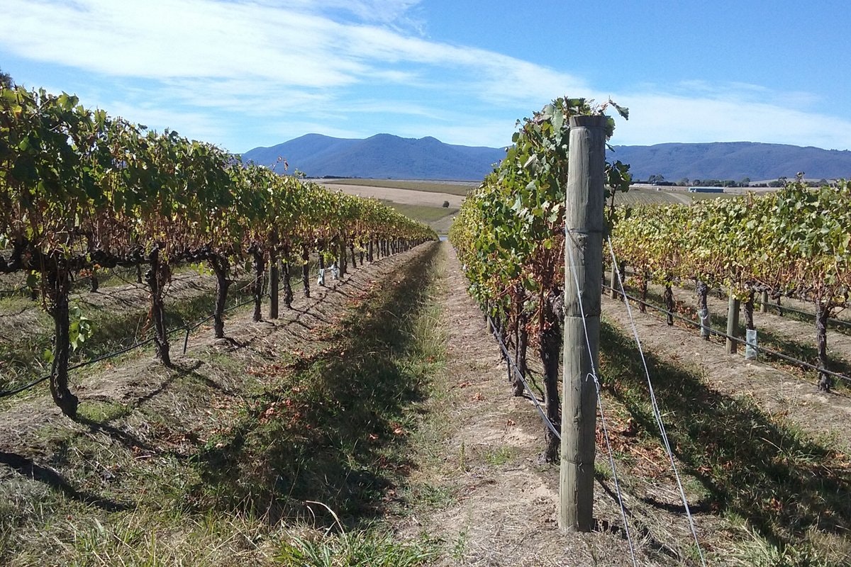 Viñedo en la región de Yarra Valley Una foto de un viñedo en la región de Yarra Valley