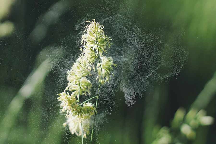 Foto de polen siendo liberado de una flor