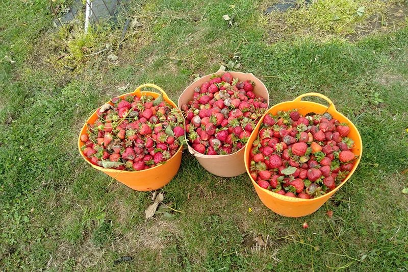 Fresas Fresas