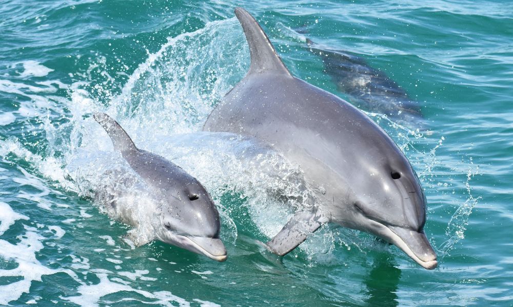Dolphin Cruise - Travel destination