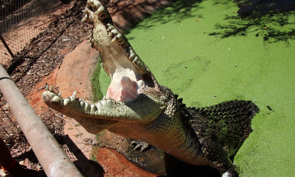 Croc Feeding  - Travel destination