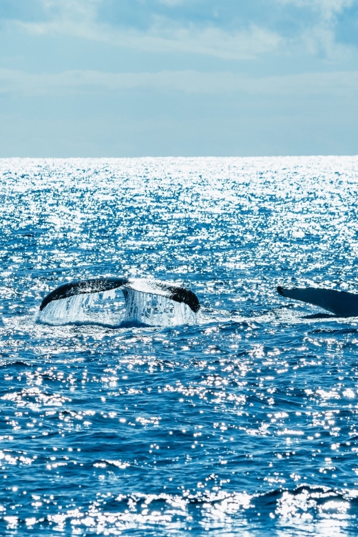 Whale Watching - Travel destination