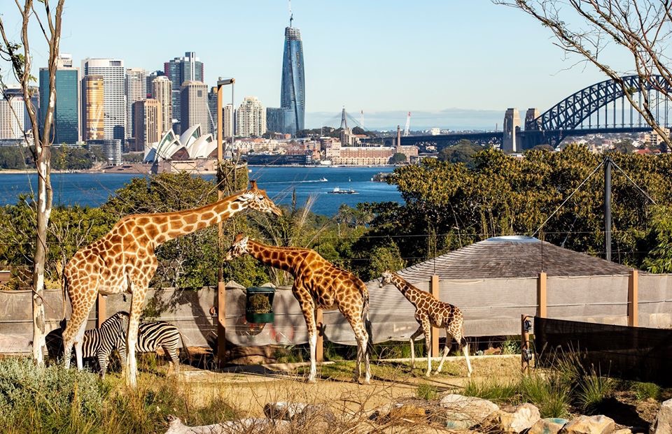 Taronga Zoo - Travel destination