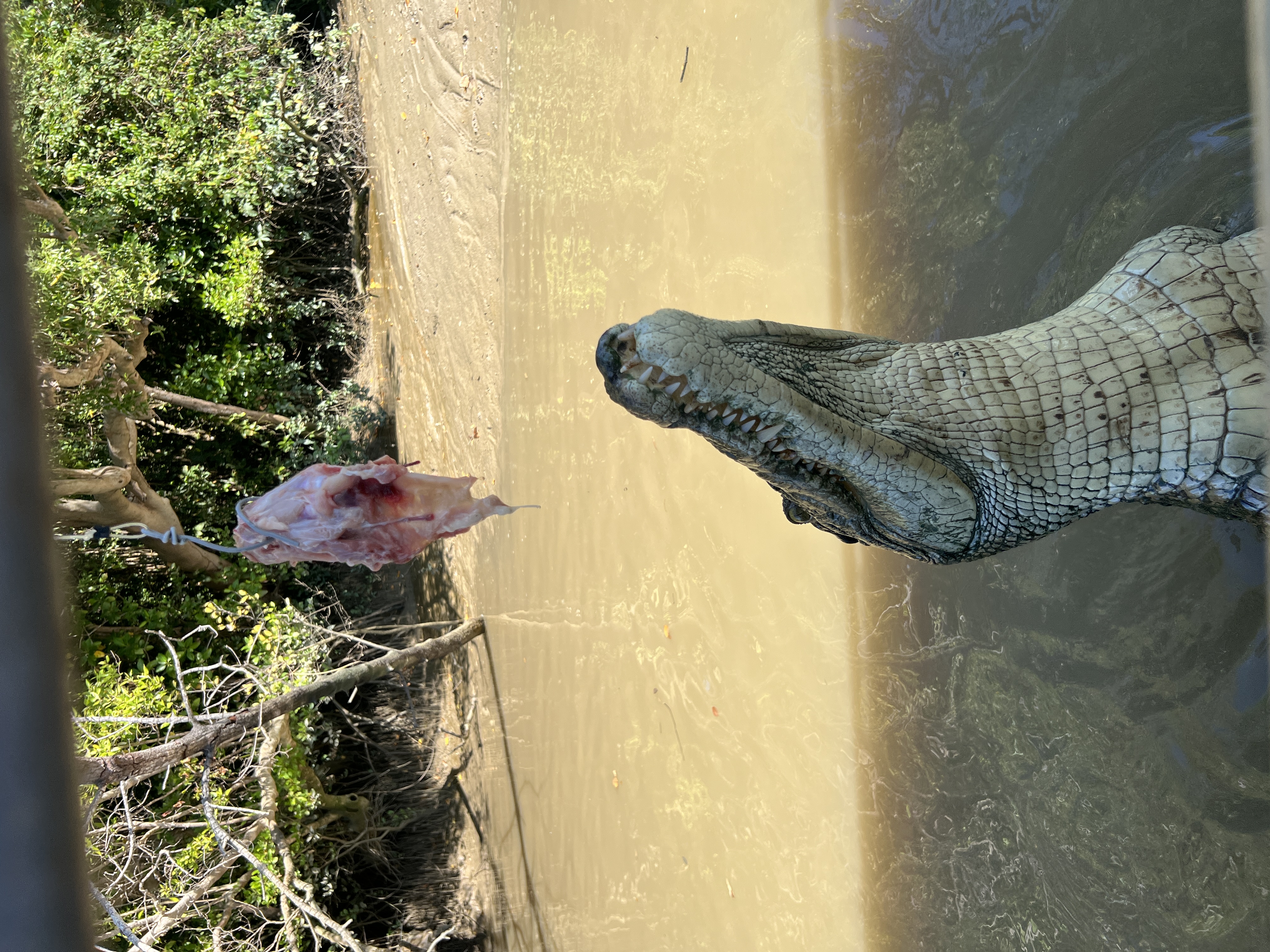 Jumping Croc Cruise - Travel destination
