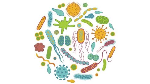 Probiotika & Allergien
