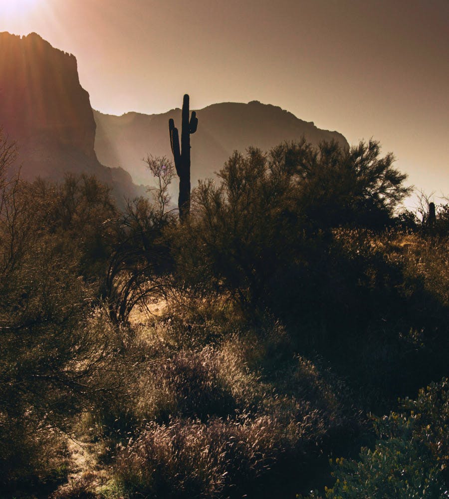 Arizona desert with cactus and mountains