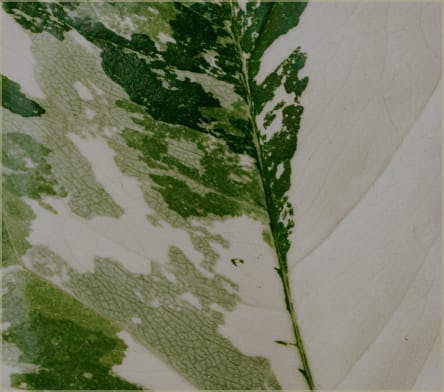 Melasma media