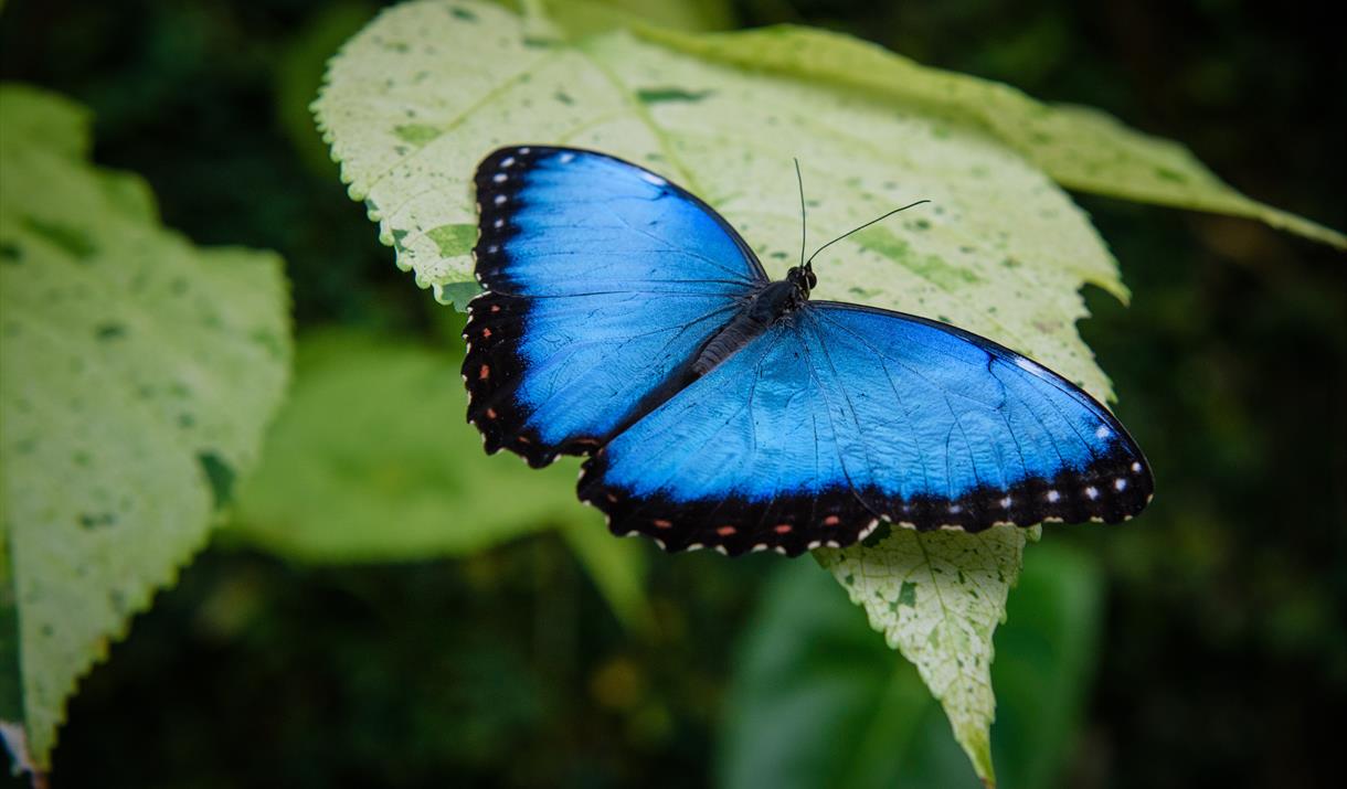 Butterfly Zoo