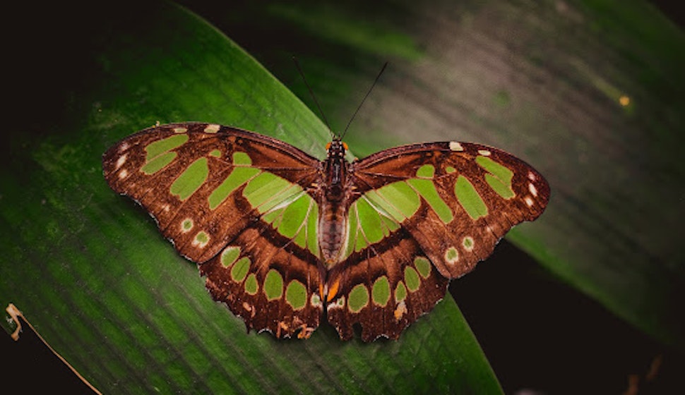 Butterfly Zoo