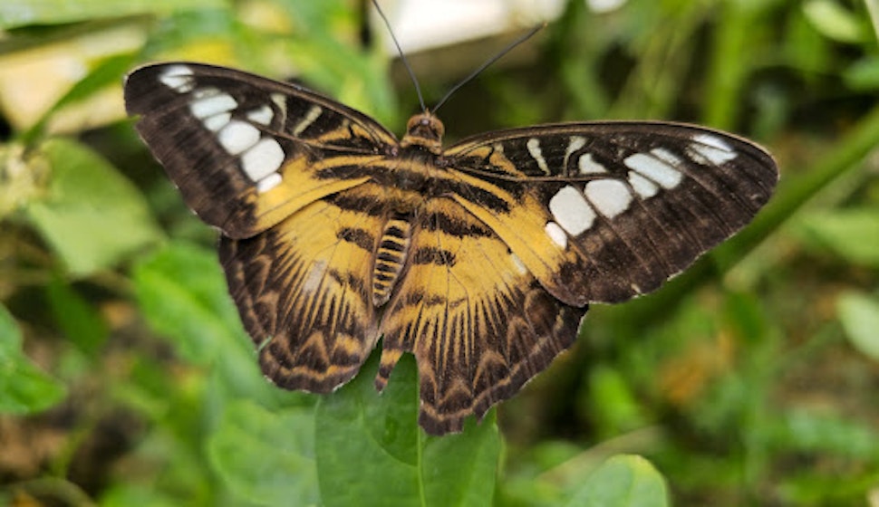 Butterfly Zoo