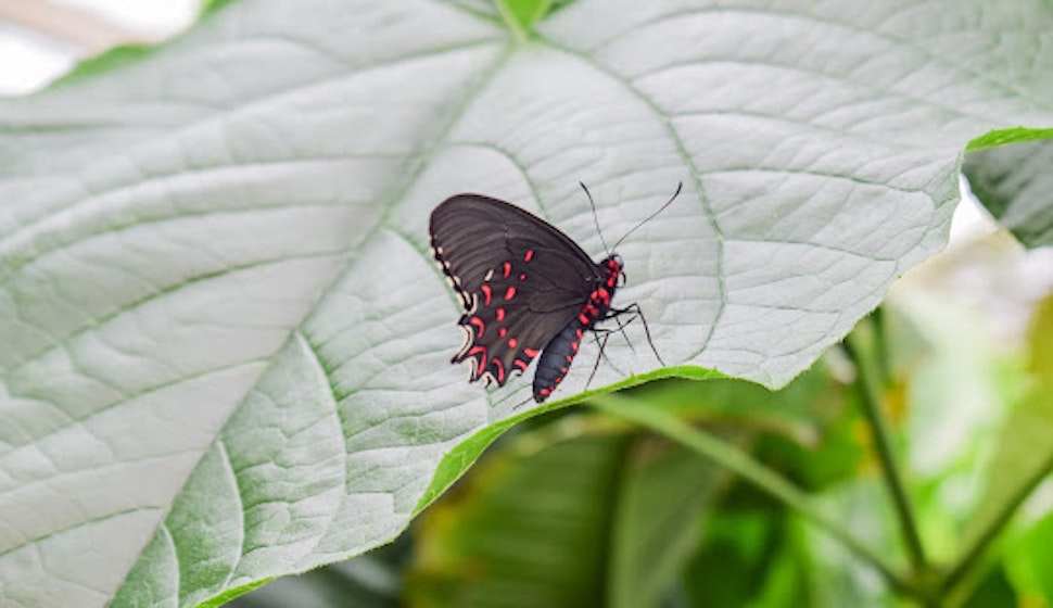 Butterfly Zoo