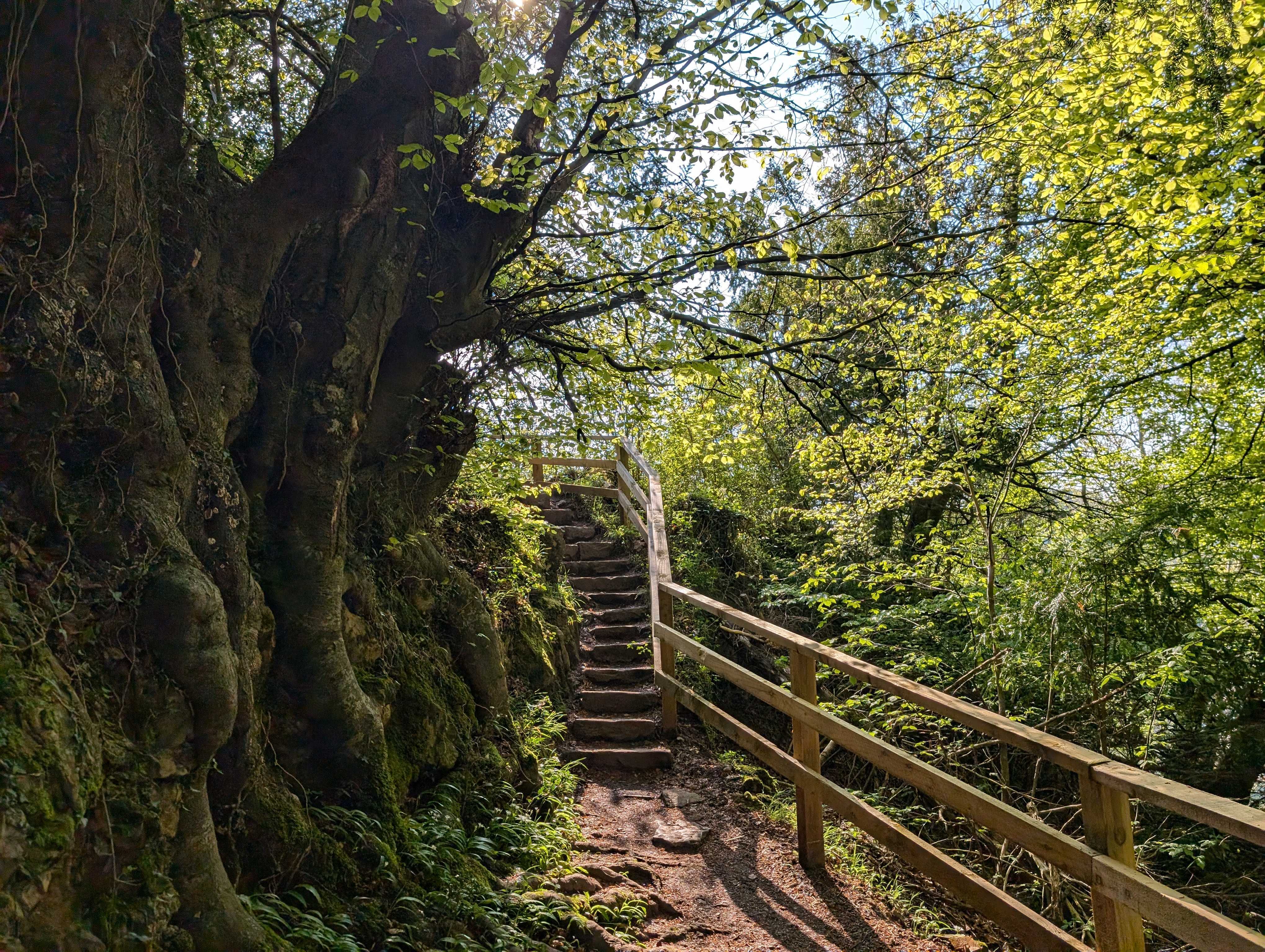 Hiking Trails at Symonds Yat Rock