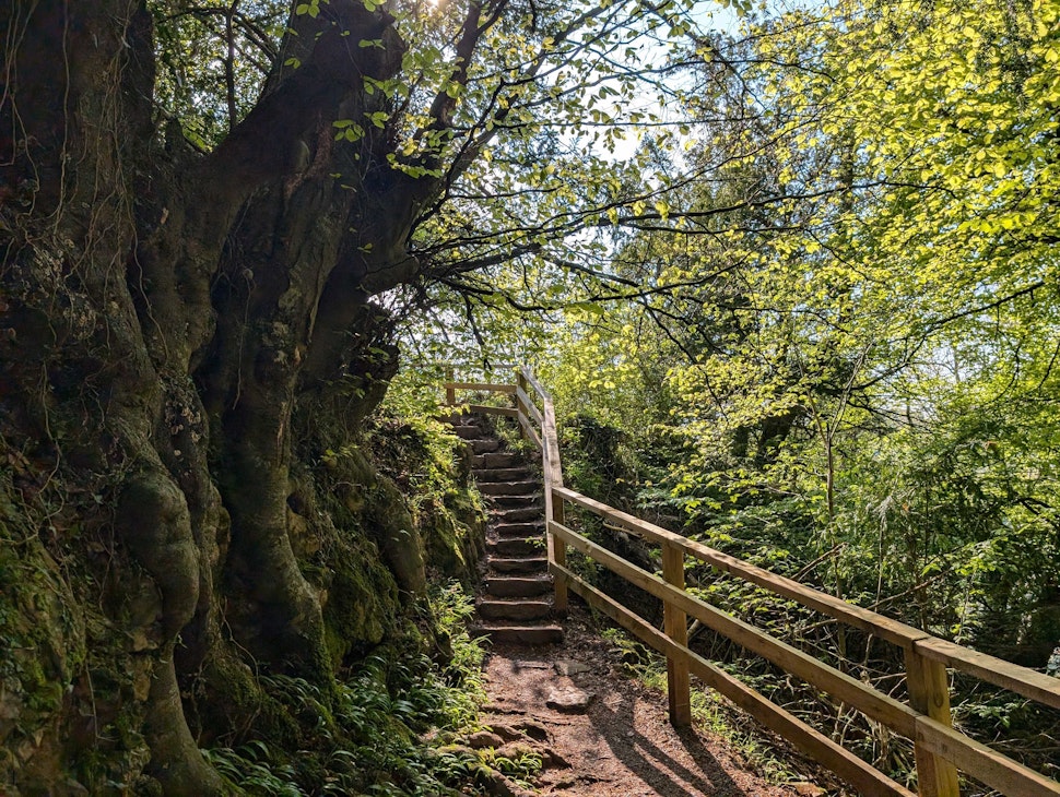 Hiking Trails at Symonds Yat Rock